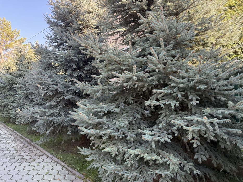 Продам сизые Ели