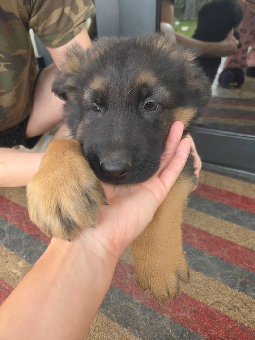 Немецкая Овчарка. 3 месяца кабель.