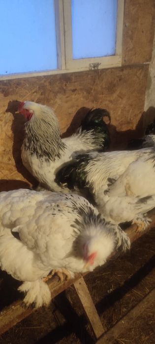 Продам петухов породы Брама