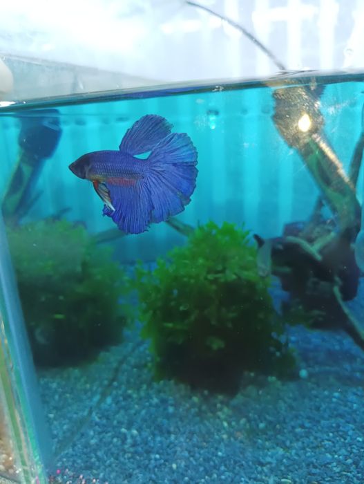 Петушок балик самец