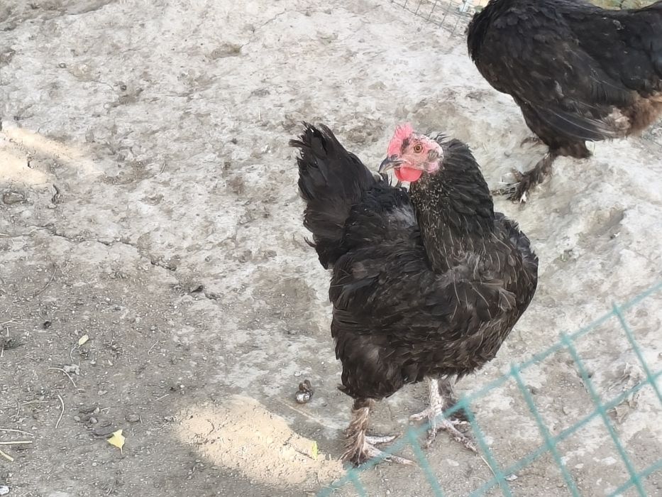 Tovuqlar sotiladi
