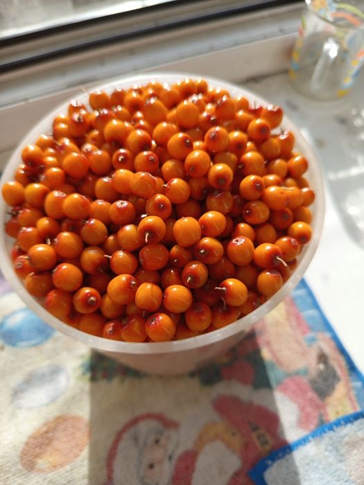 Продам облепиху свежесобраную