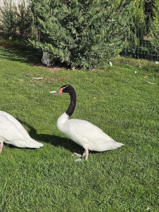 Lebădă cu Gât Negru