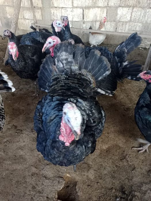 Индюки срочно!!!