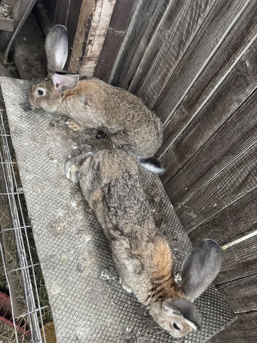 iepuroi urias german