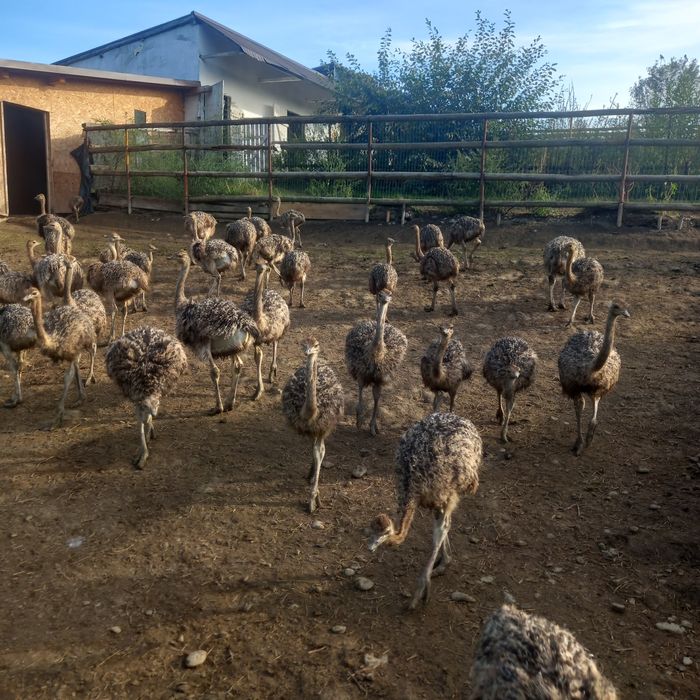 Ferma Tomsa Ferma Struti