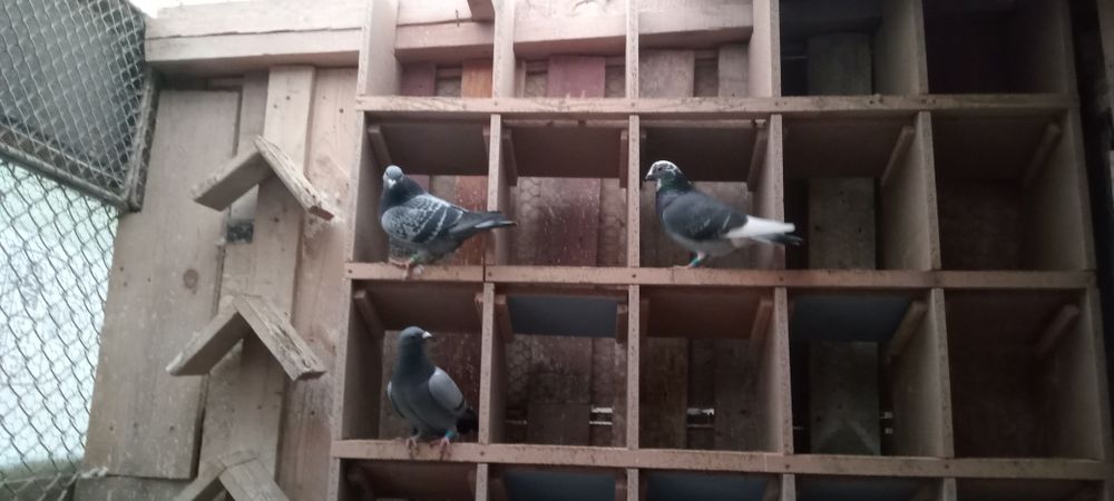 Desfiintez crescătoria