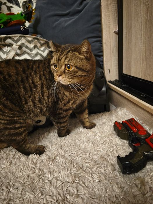 Срочно отдам кота батона