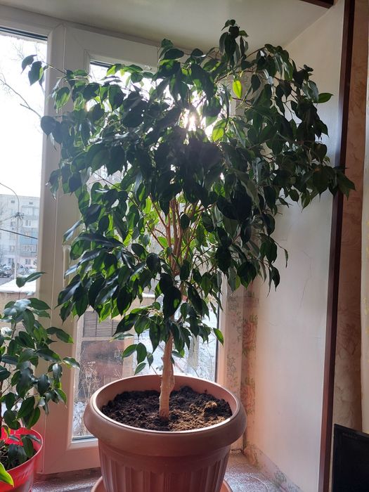 Фикус Бенджамина