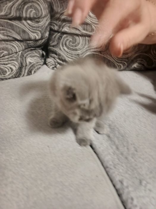 Коте британче на 2 м