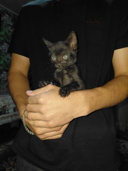 Отдам котят в хорошие руки
