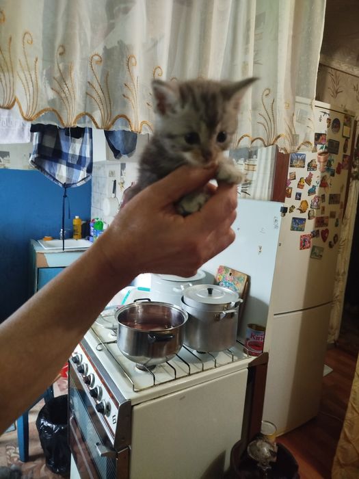 Отдам котят в добрые руки