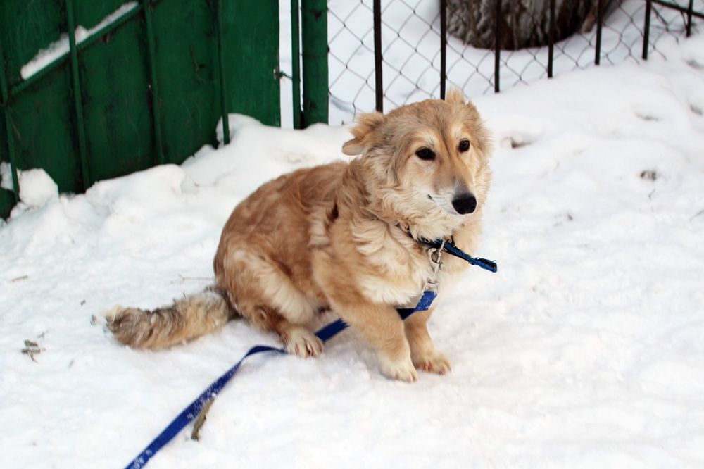 Отдам в добрые руки