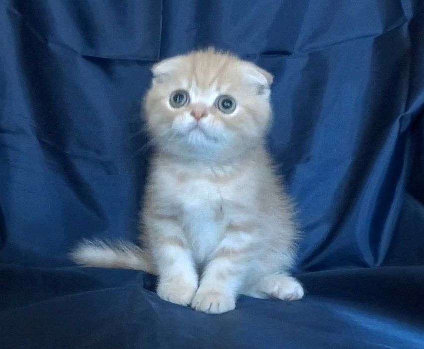 Шотландски късокосмести котенца
