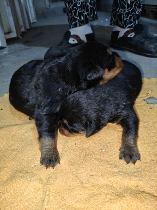 Продаётся щенки Ротифел