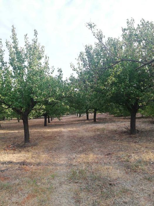 Продава се Земеделски имот в с. Калипетрово, Област Силистра -  кв.м за 5100 €/дка - Снимка #10