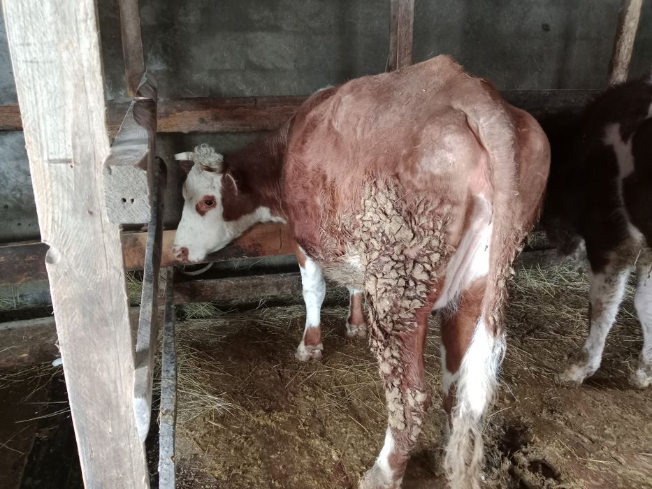 Продам корову молодую