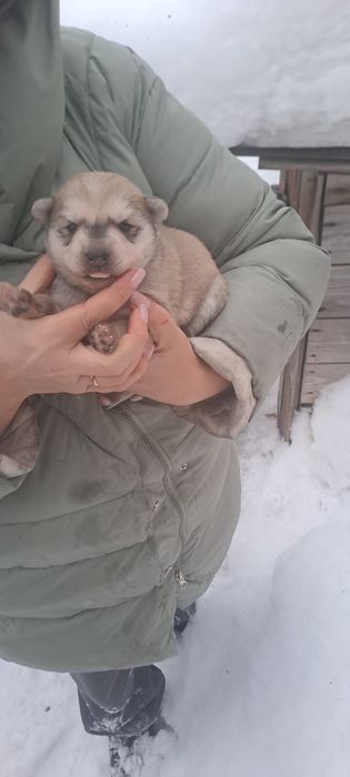 Резерв щенят, осталась одна девочка, и мама тоже отдается