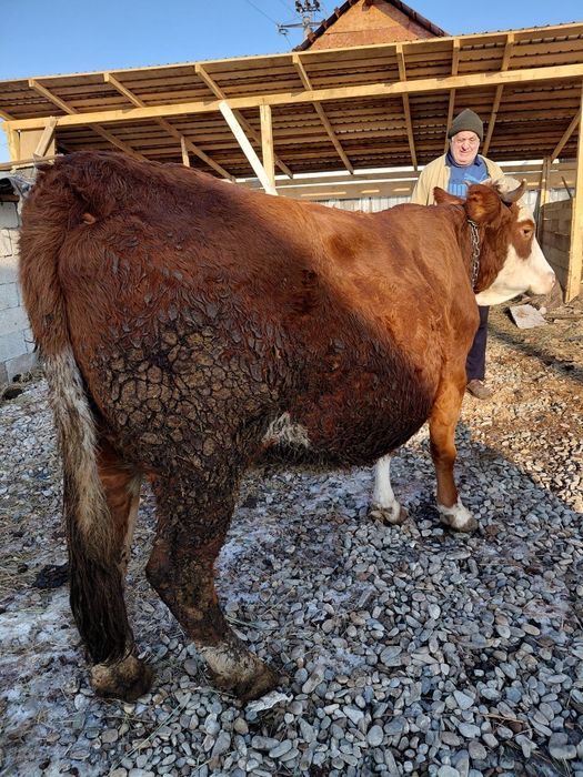 Vând vaca genstanta  urgent