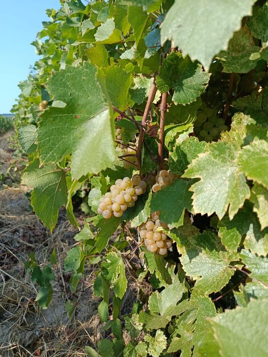 Vând struguri de aligote + amestec ( riesling+ fetească)