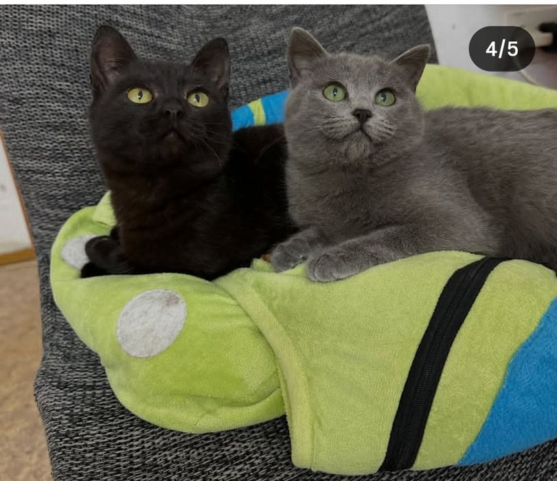 Срочно ищем хозяев для двух кошечек