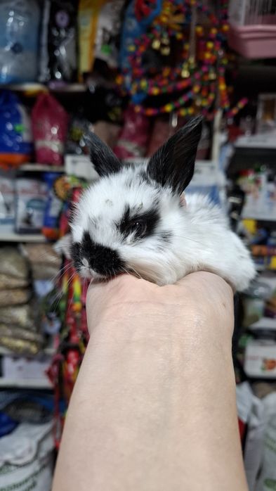 Карликовые кролики