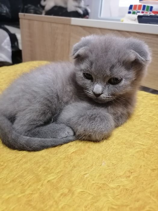Свободни шотландски клепоухи