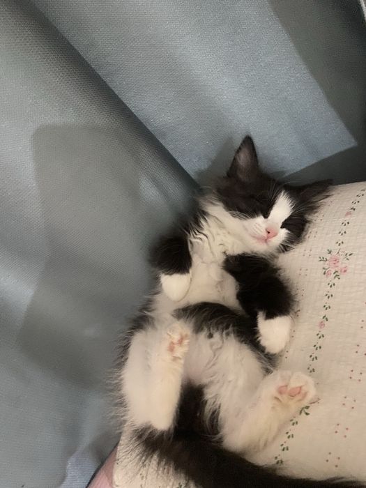 Котенок ищет дом