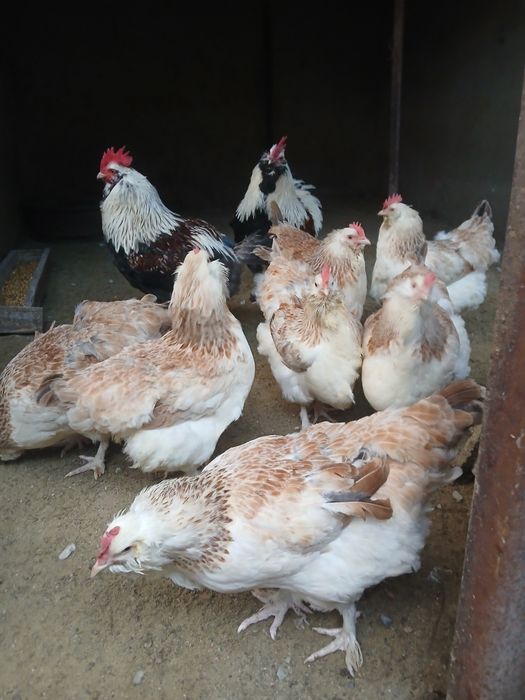 Oua  de Faverolles  Somon și Wyandotte  Argintiu u