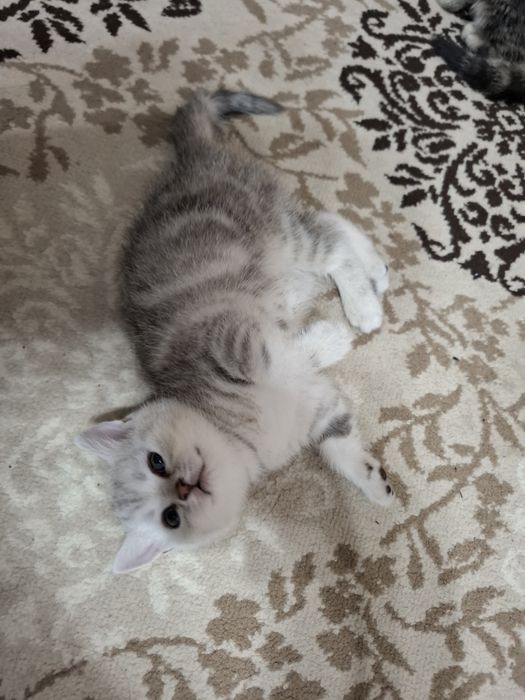 Шотландские котята