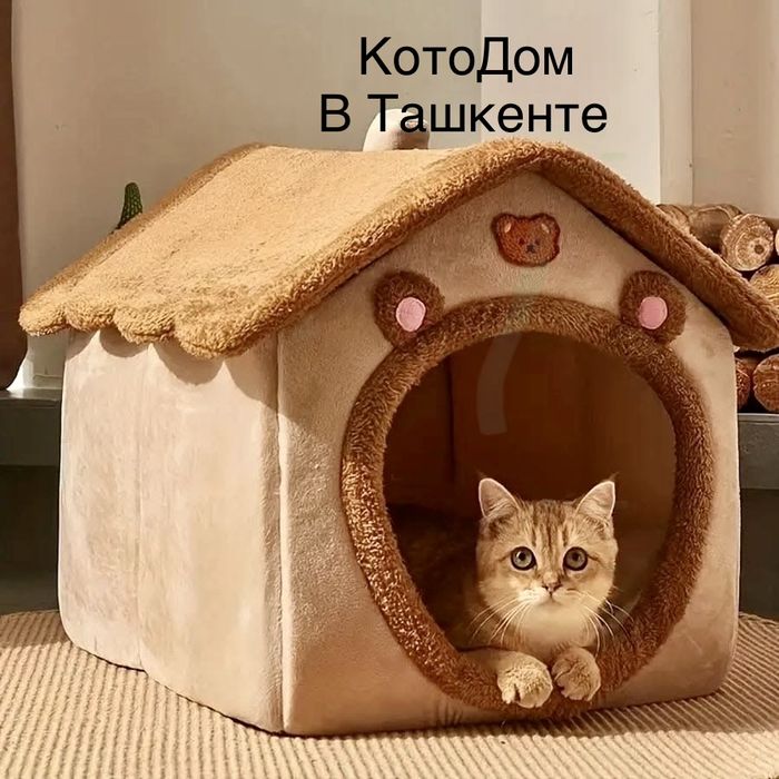 Передержка кошек/ Котодом