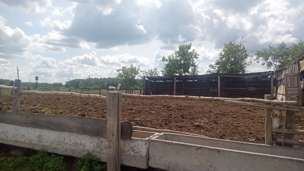 Продам или обменяю на КРС