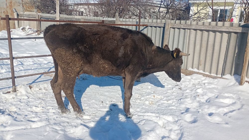 Үш бас сүтті  сиыр сатылады.