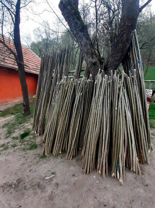 Pari de fasole și de rosii la 2 lei bucata ân legatură sunt 20 de bucăți