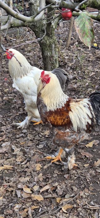 Vând 2 cocoși de brahma