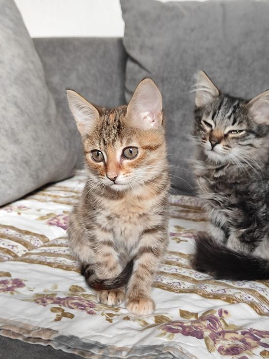 Отдам котят в добрые руки