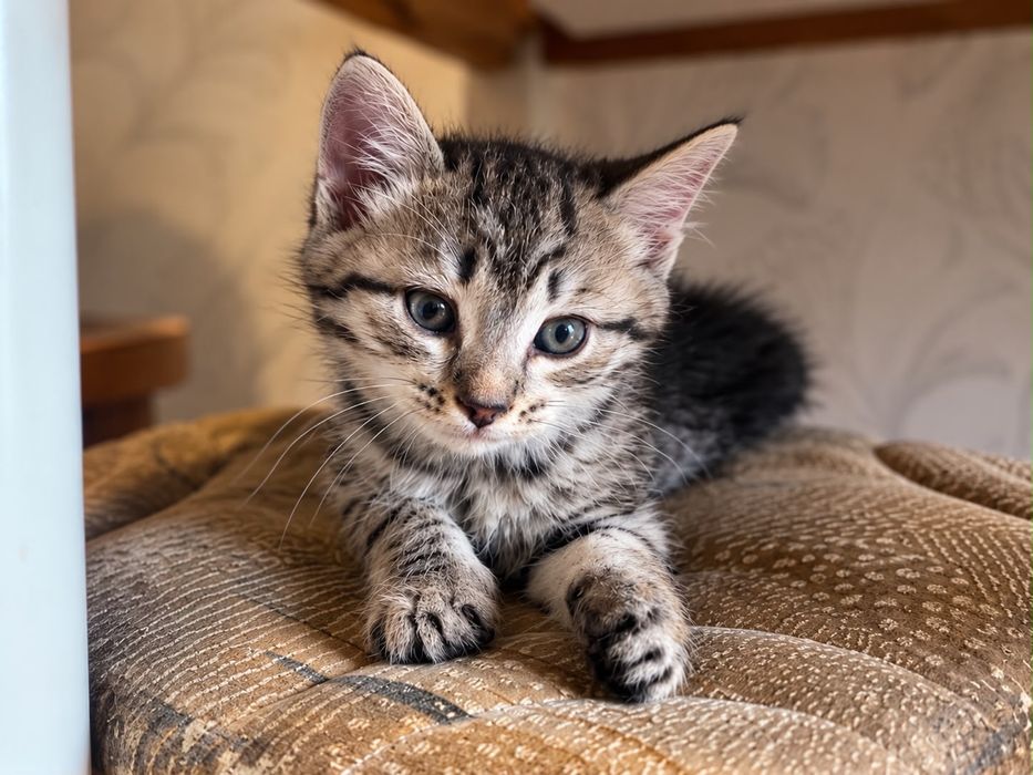 Отдам котенка в добрые руки