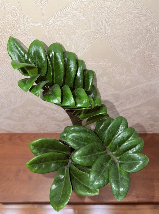 Замиокулькас Зензи, комнатные растения, комнатные цветы