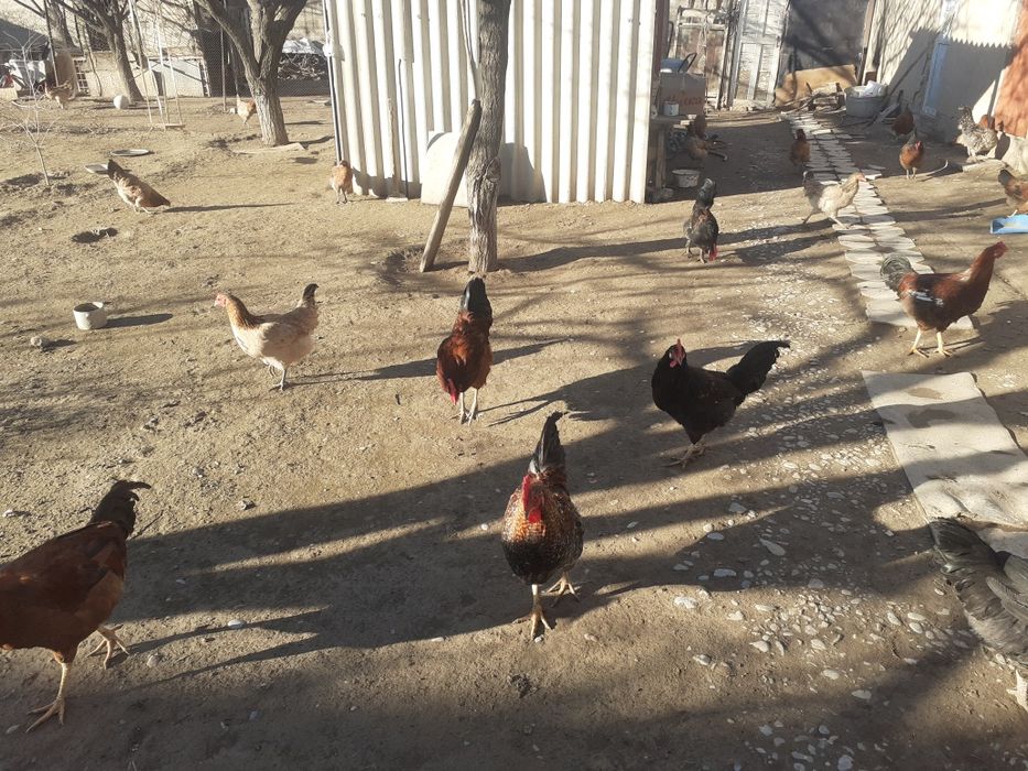 Қораз.Жас қораздар