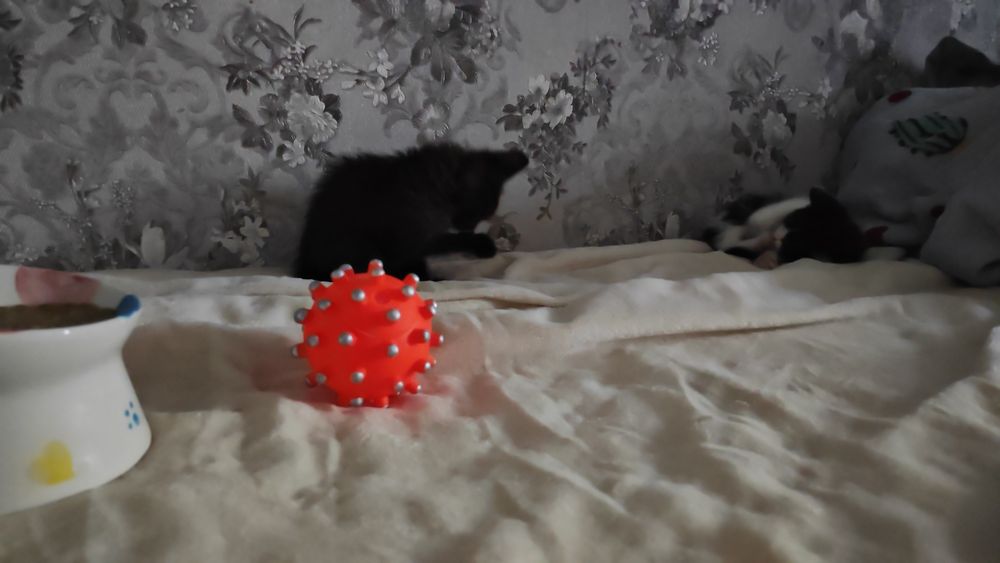 Отдам котят бесплатно две девочки