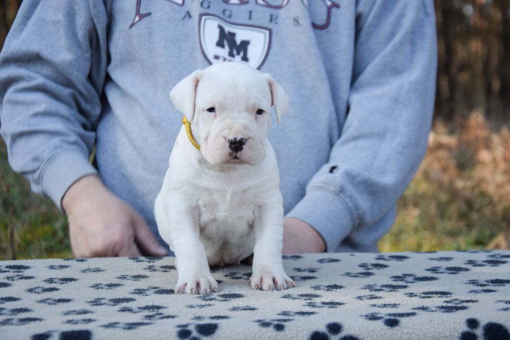 Dog Argentinian femelă 6 săptămâni