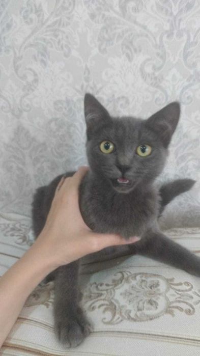 Котята балинезо-бомбейские