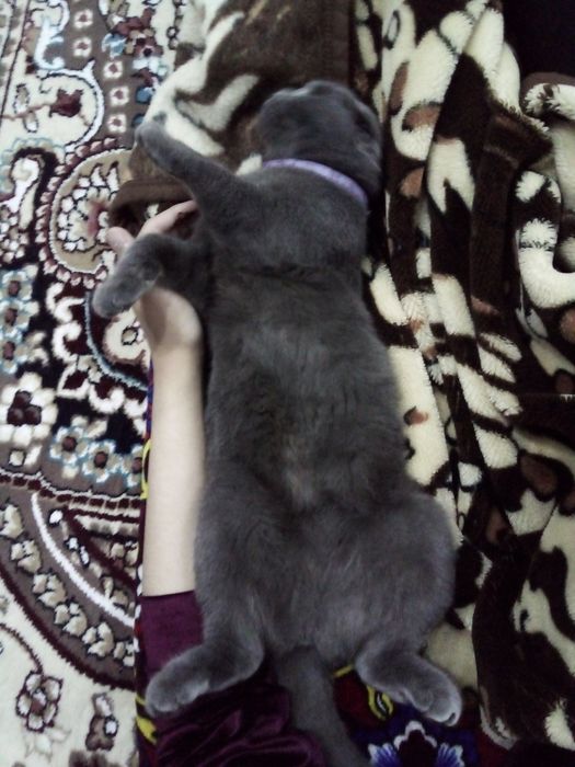 Britan mushuk sotiladi (nasli toza 100%)