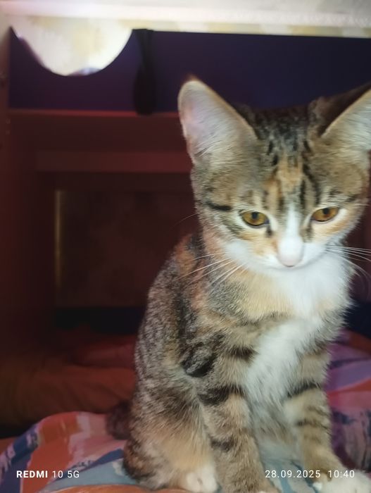 Отдам в добрые руки