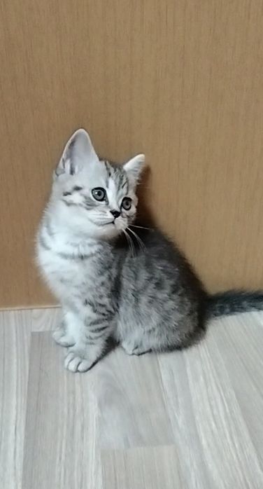 Шотландский котик.