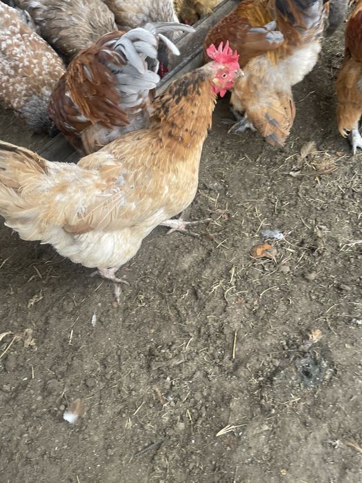 петухи продам хорошие