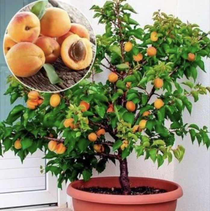 Pomi fructiferi pitici calitate garantata