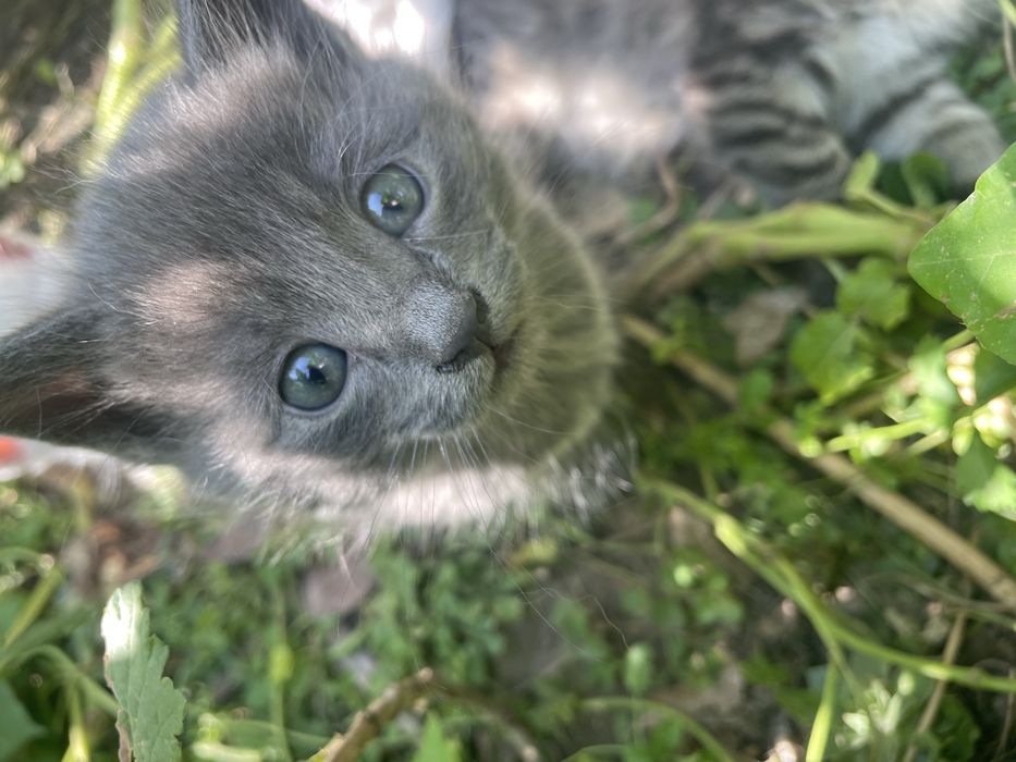 Ищем семью для котят.