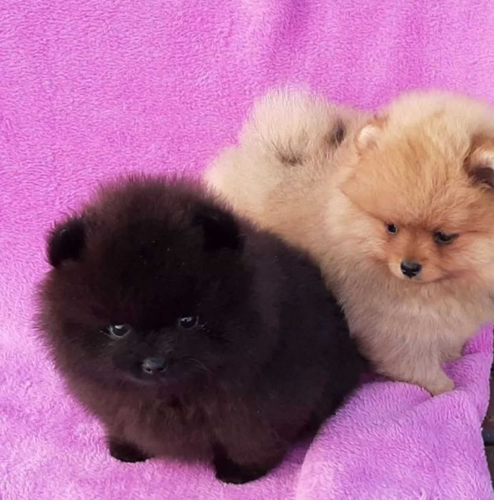 Померан мини baby face черно само свободно