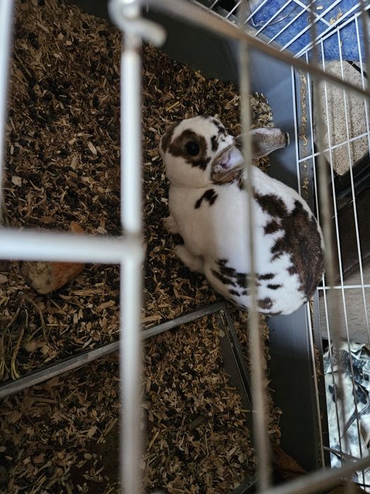 Iepure pitic de vanzare